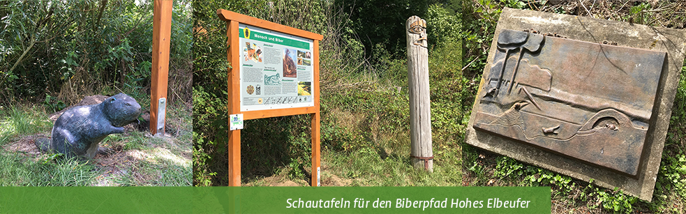 Themenbild-Biberpfad-Hohes-Elbeufer