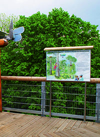 Schautafel Baumkronenpfad, Nationalpark Hainich
