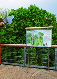 Schautafel Baumkronenpfad, Nationalpark Hainich Schautafel Baumkronenpfad, Nationalpark Hainich