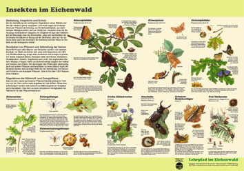 Lehrpfad im Eichenwald Lehrpfad im Eichenwald