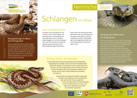 Hannoversche Moorgeest Hannoversche Moorgeest